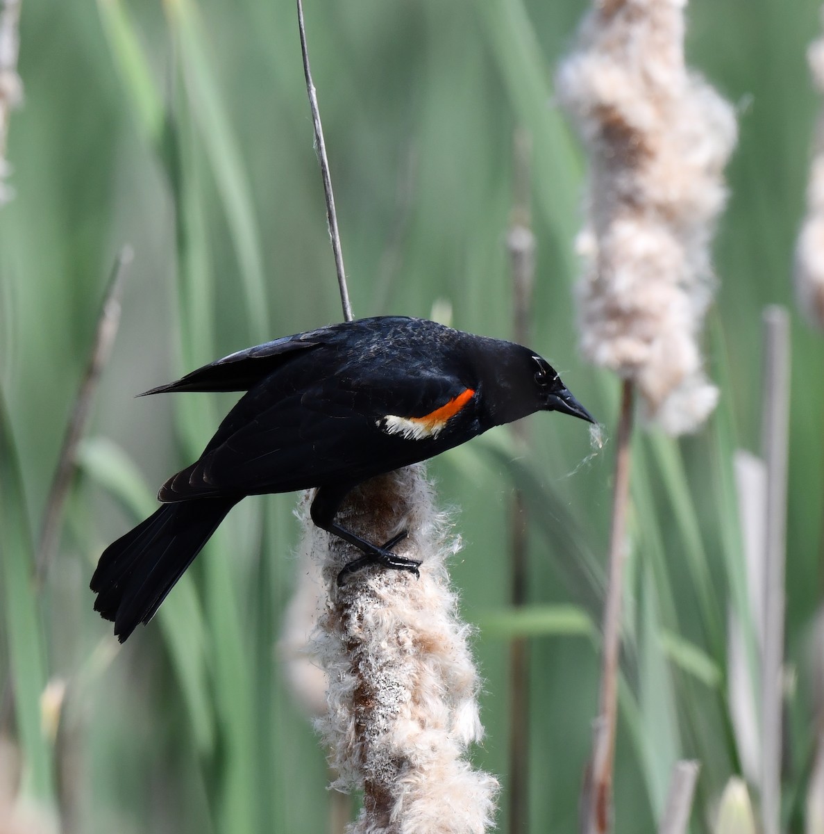 Red-winged Blackbird - ML619859417