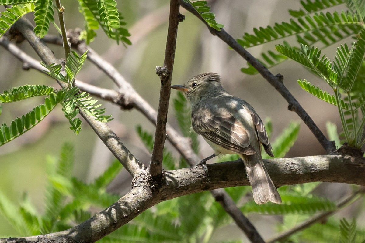 Northern Beardless-Tyrannulet - ML619859420