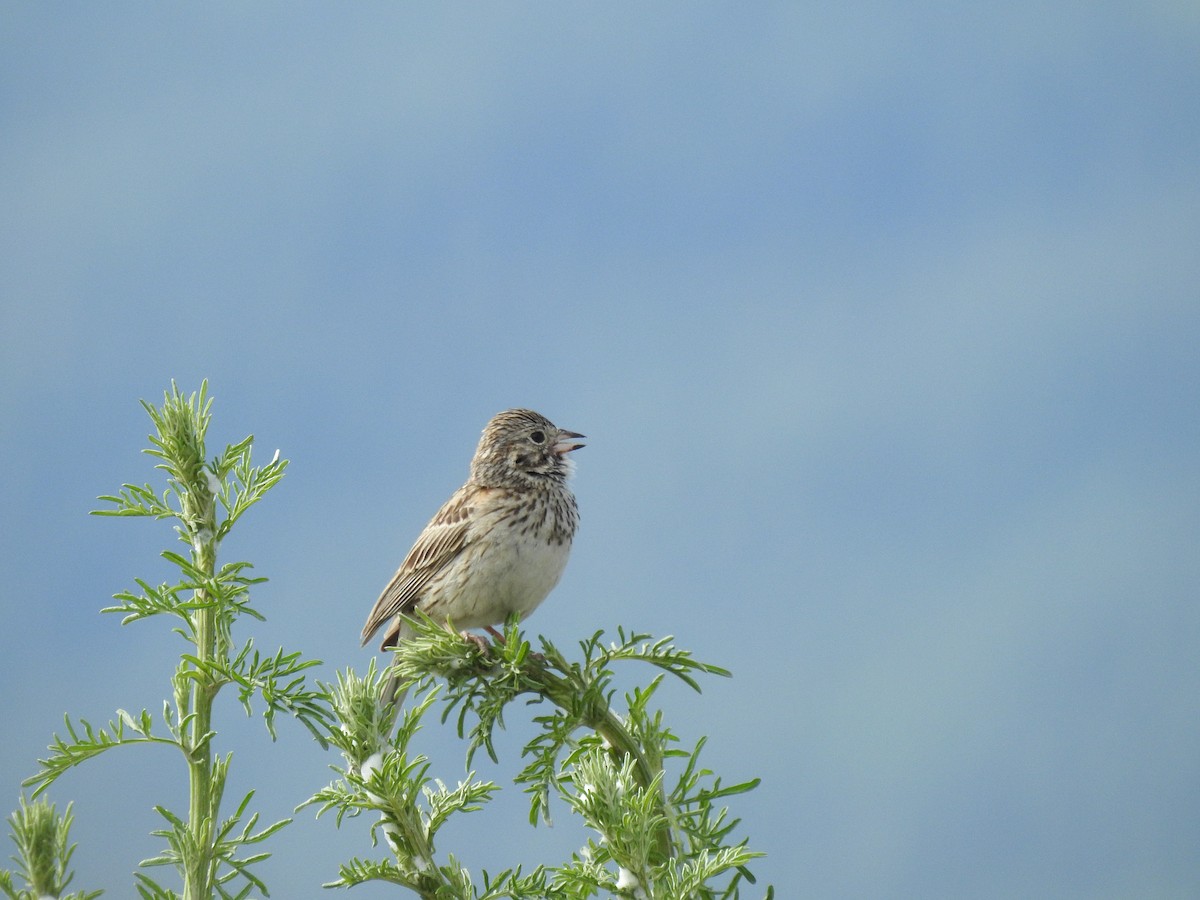 Vesper Sparrow - ML619859427