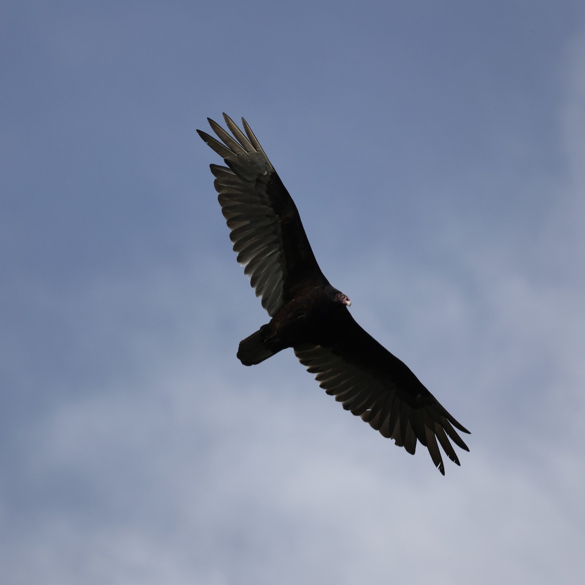 Turkey Vulture - ML619859435
