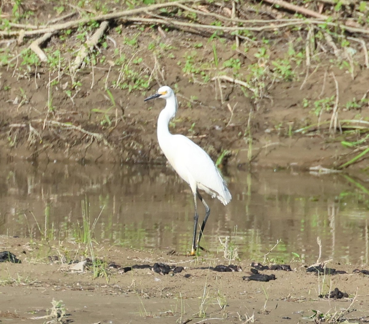 Snowy Egret - ML619859445