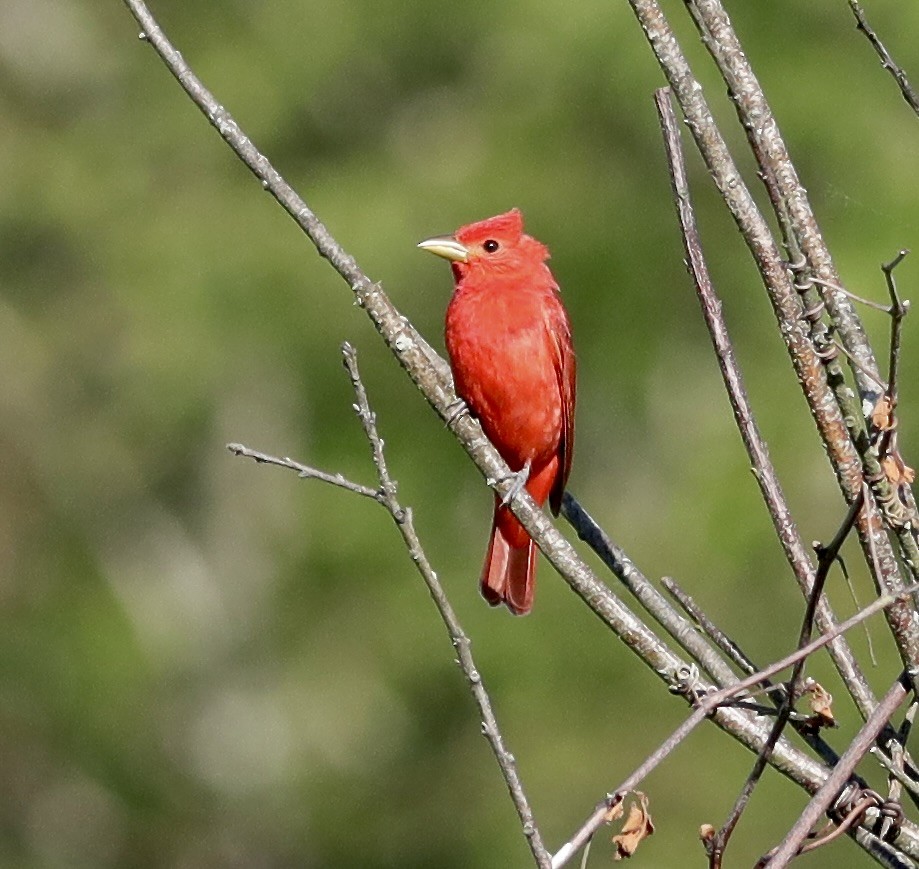 Summer Tanager - ML619859478