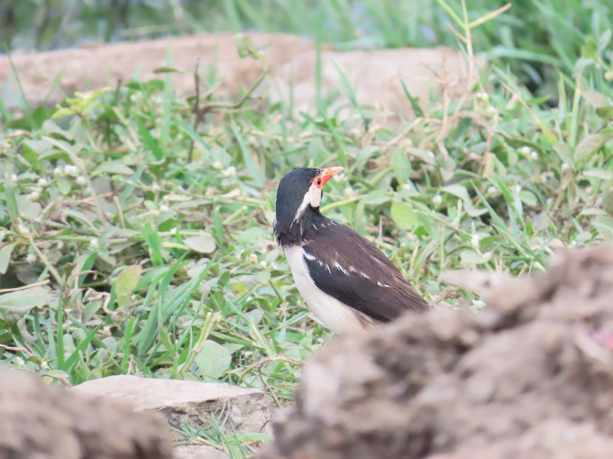 Indian Pied Starling - ML619859486