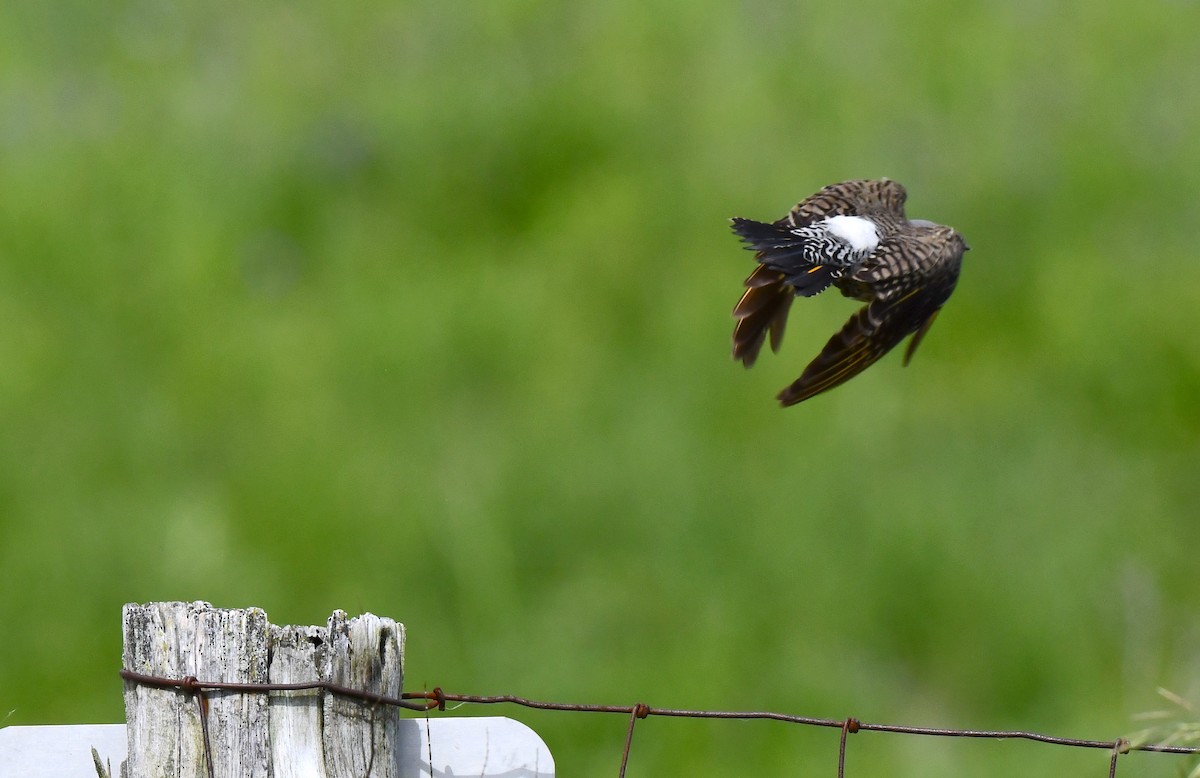 Northern Flicker - ML619859490