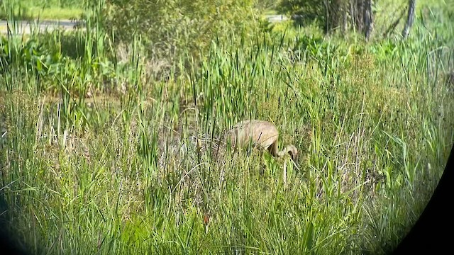 Sandhill Crane - ML619859493