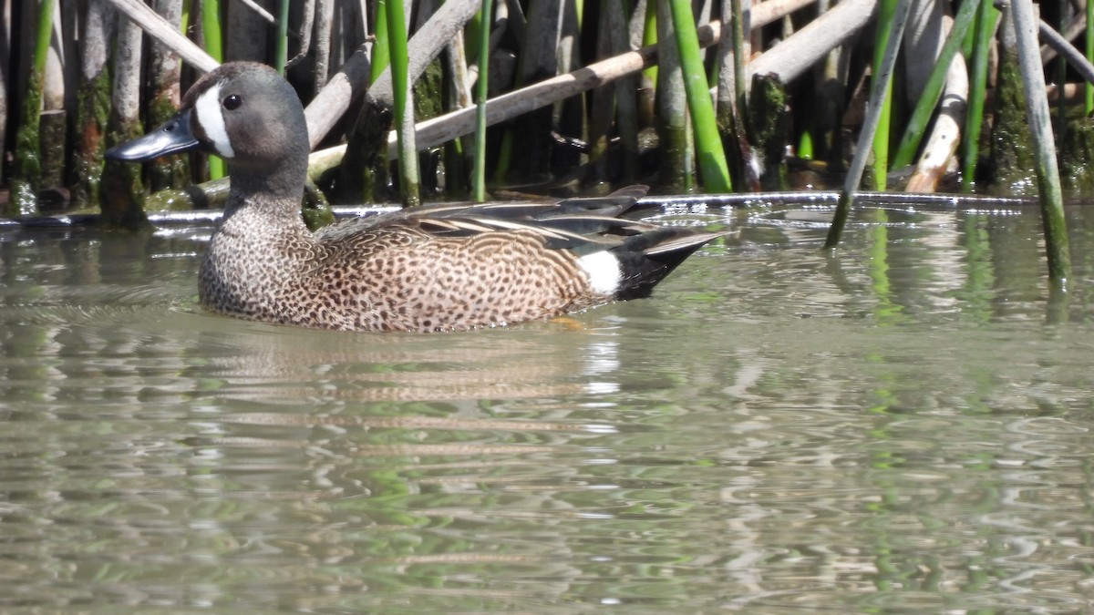 Blue-winged Teal - ML619859498