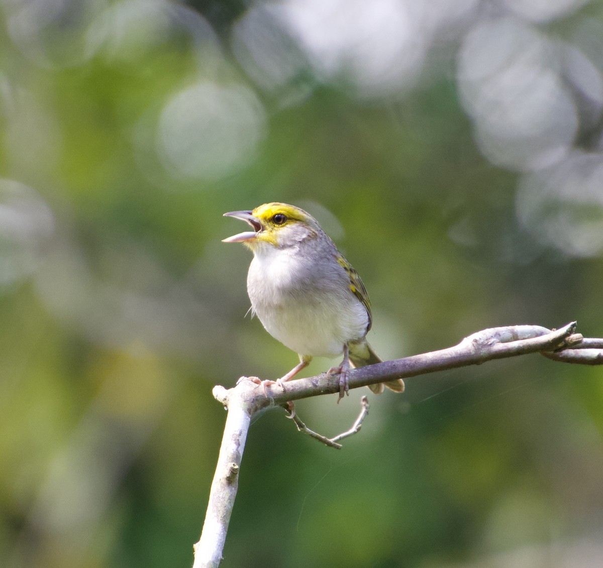 Yellow-browed Sparrow - ML619859500