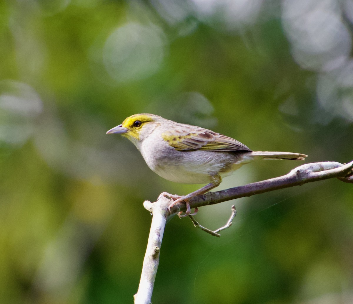 Yellow-browed Sparrow - ML619859501