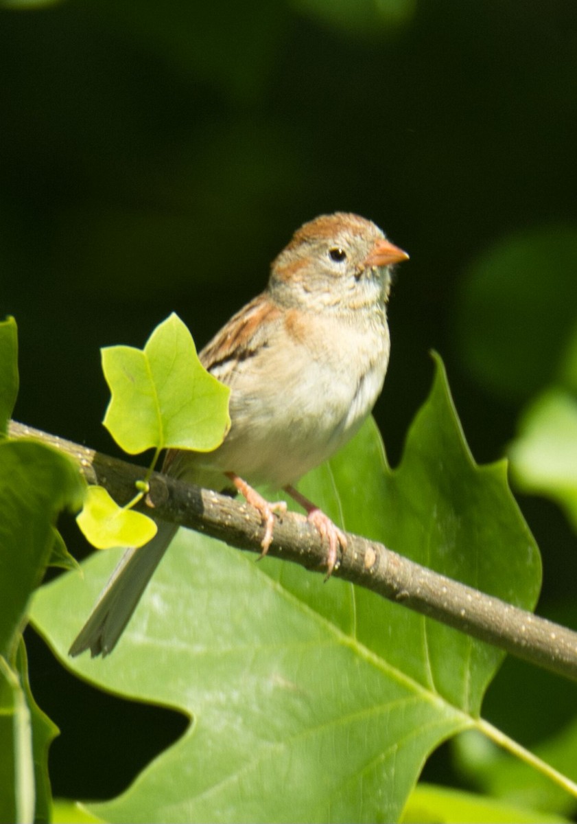 Field Sparrow - ML619859504