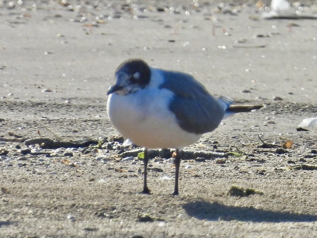 Mouette de Franklin - ML619859511