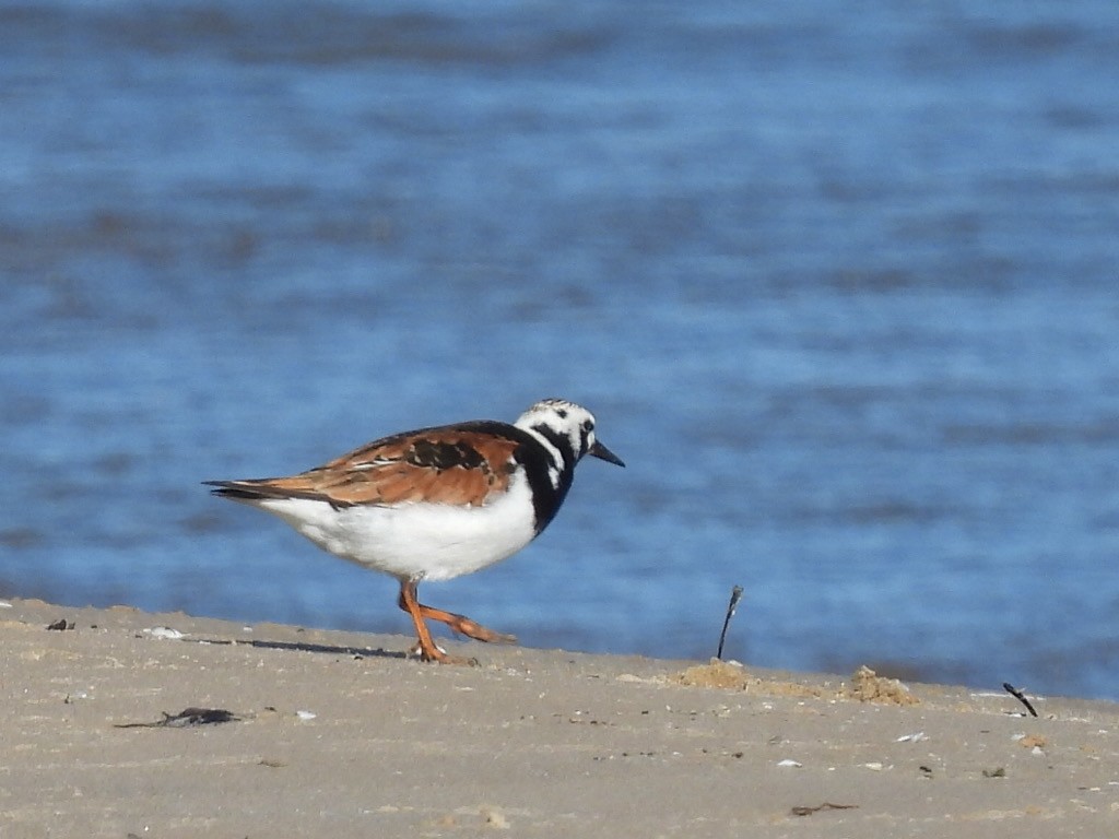 Ruddy Turnstone - ML619859519