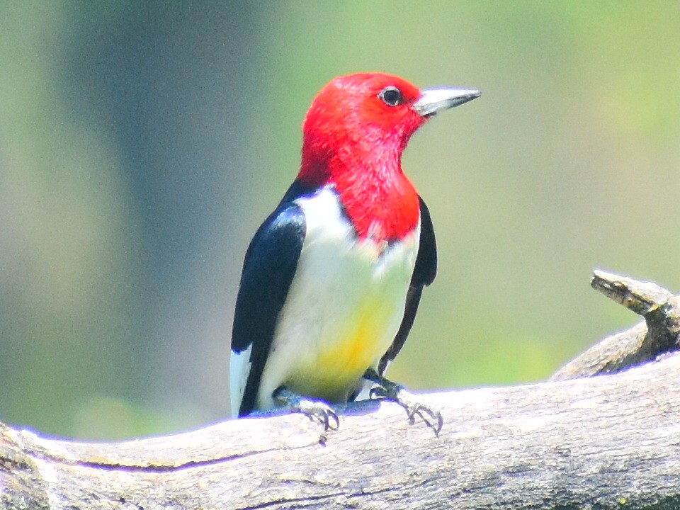 Red-headed Woodpecker - ML619859529
