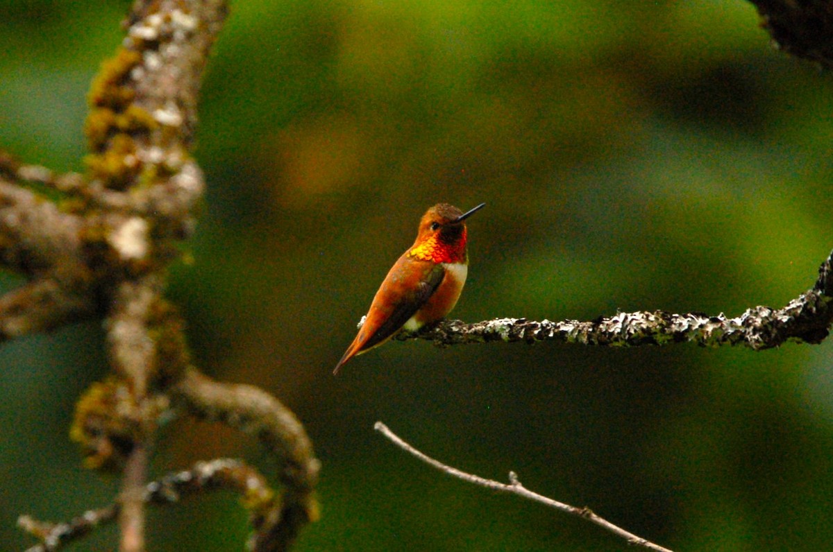 Rufous Hummingbird - ML619859565