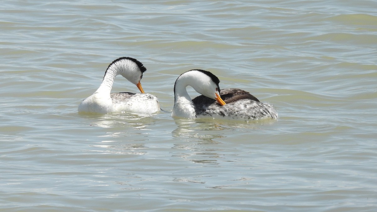 Clark's Grebe - ML619859569