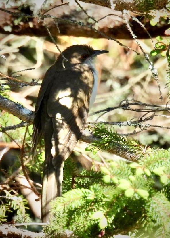 Black-billed Cuckoo - ML619859570