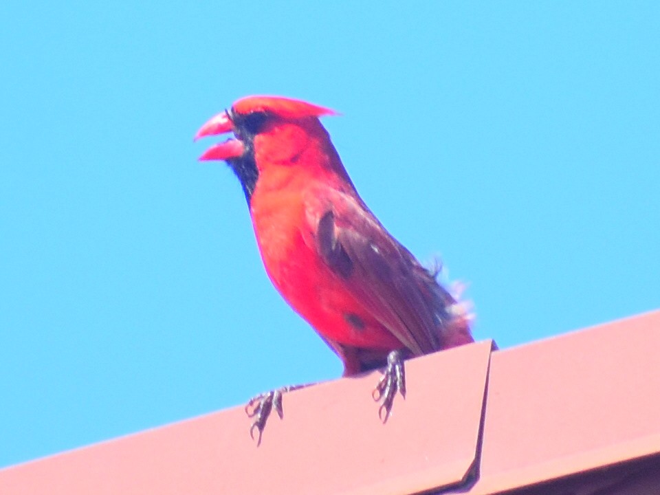 Cardinal rouge - ML619859574