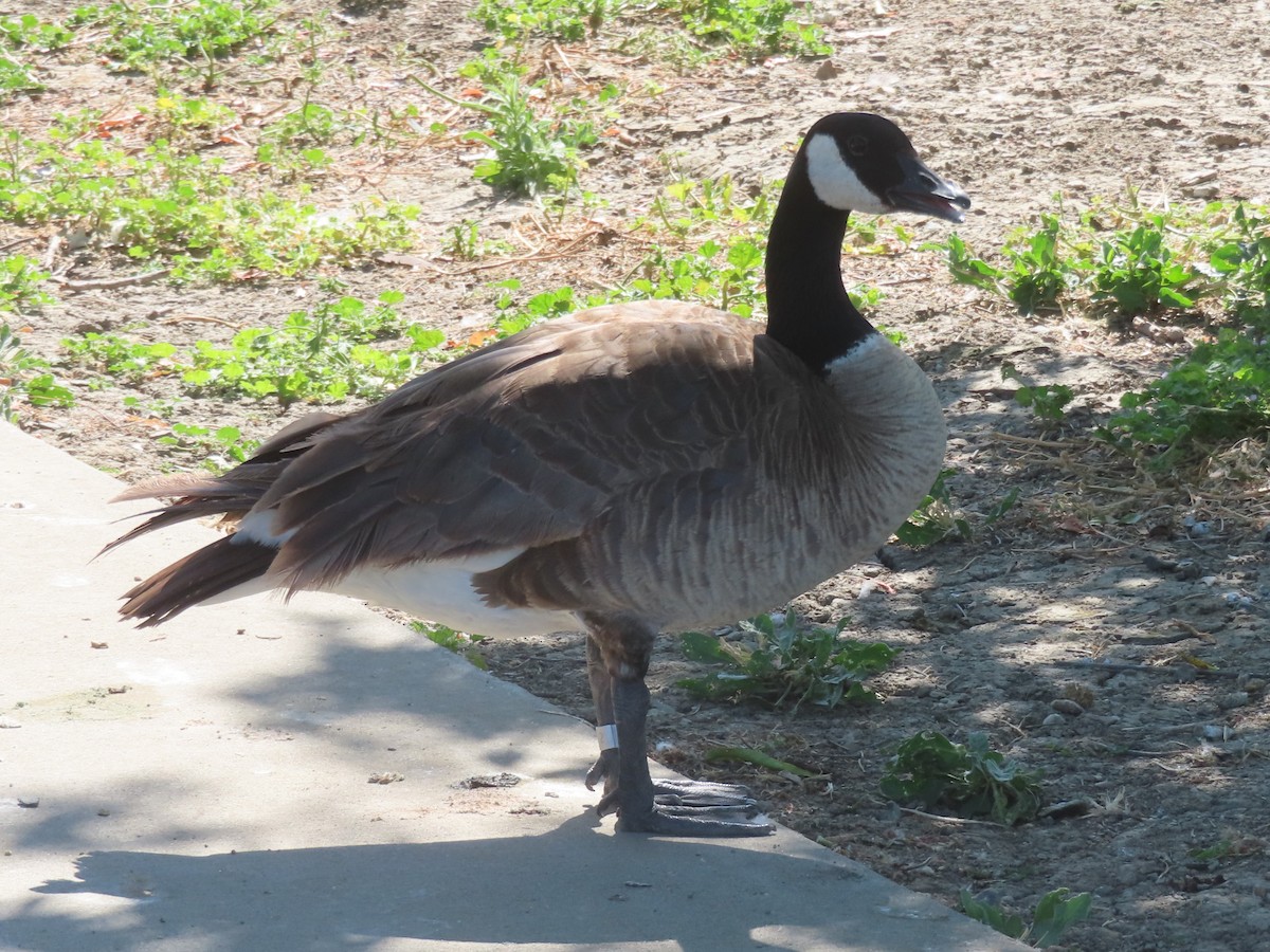 Canada Goose - ML619859583