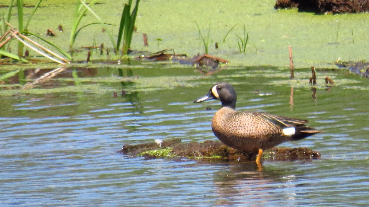 Blue-winged Teal - ML619859586