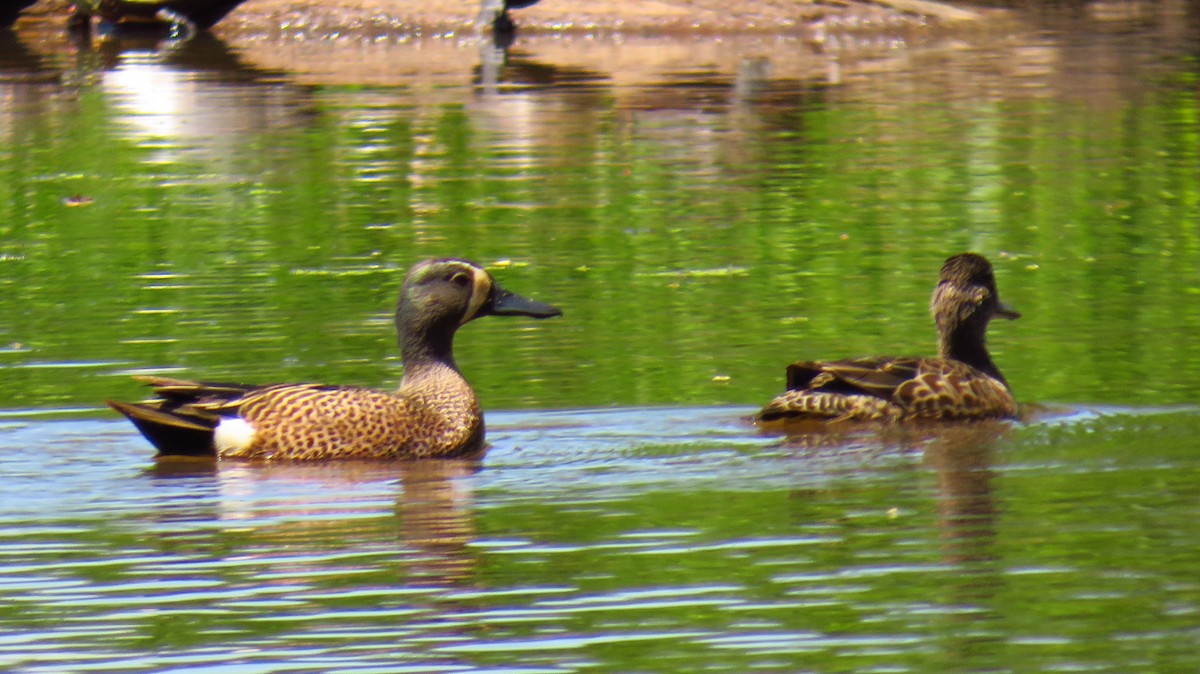 Blue-winged Teal - ML619859587