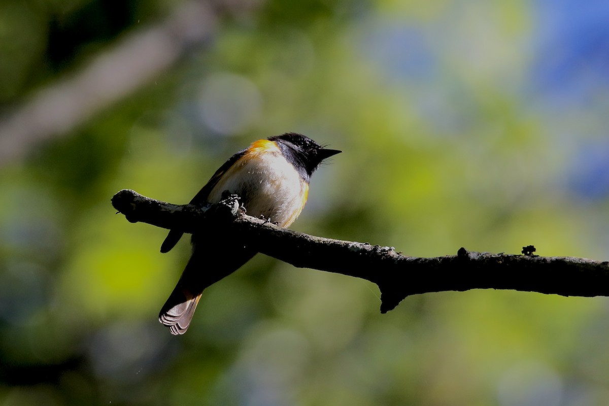 American Redstart - ML619859599