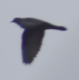 Rock Pigeon (Feral Pigeon) - ML619859615