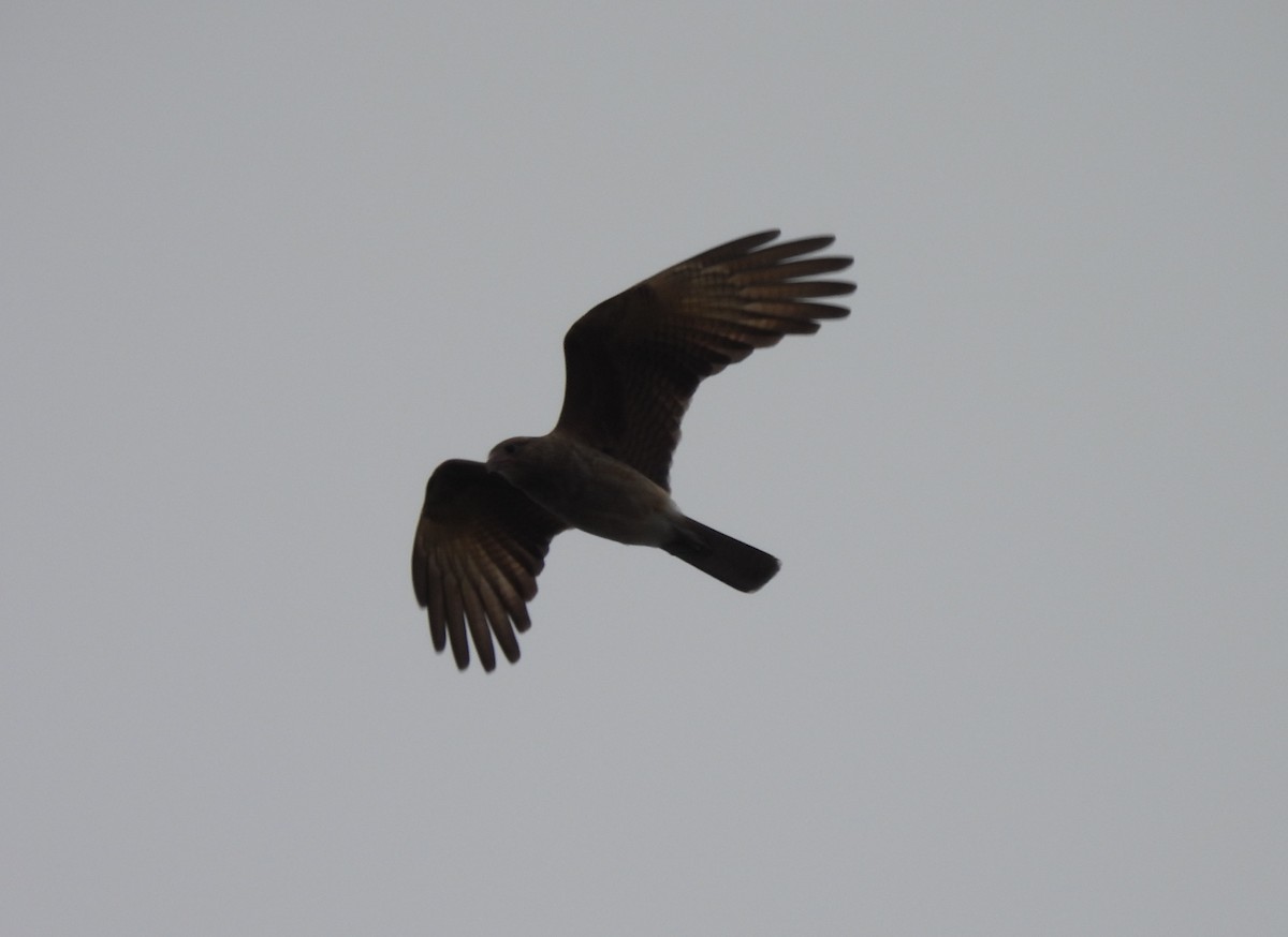 Caracara chimango - ML619859620