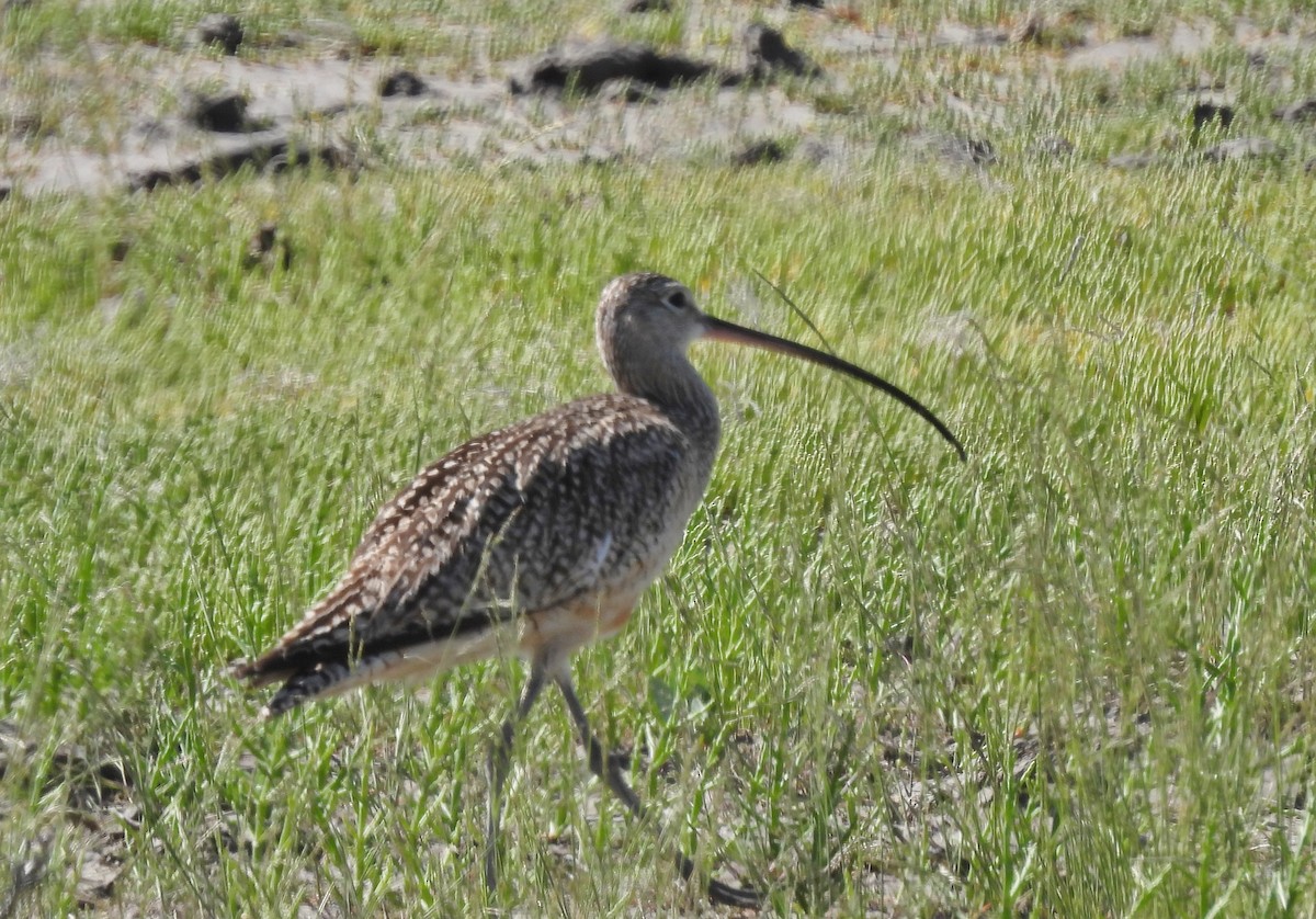 Long-billed Curlew - ML619859624