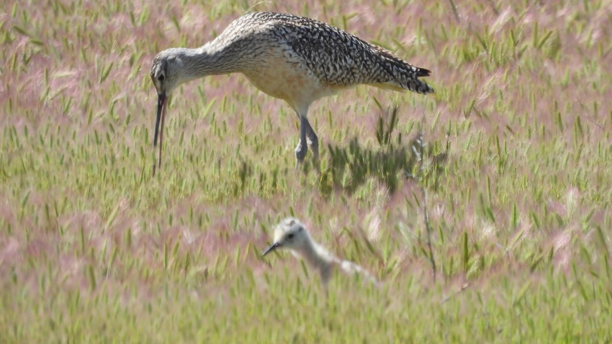 Long-billed Curlew - ML619859625