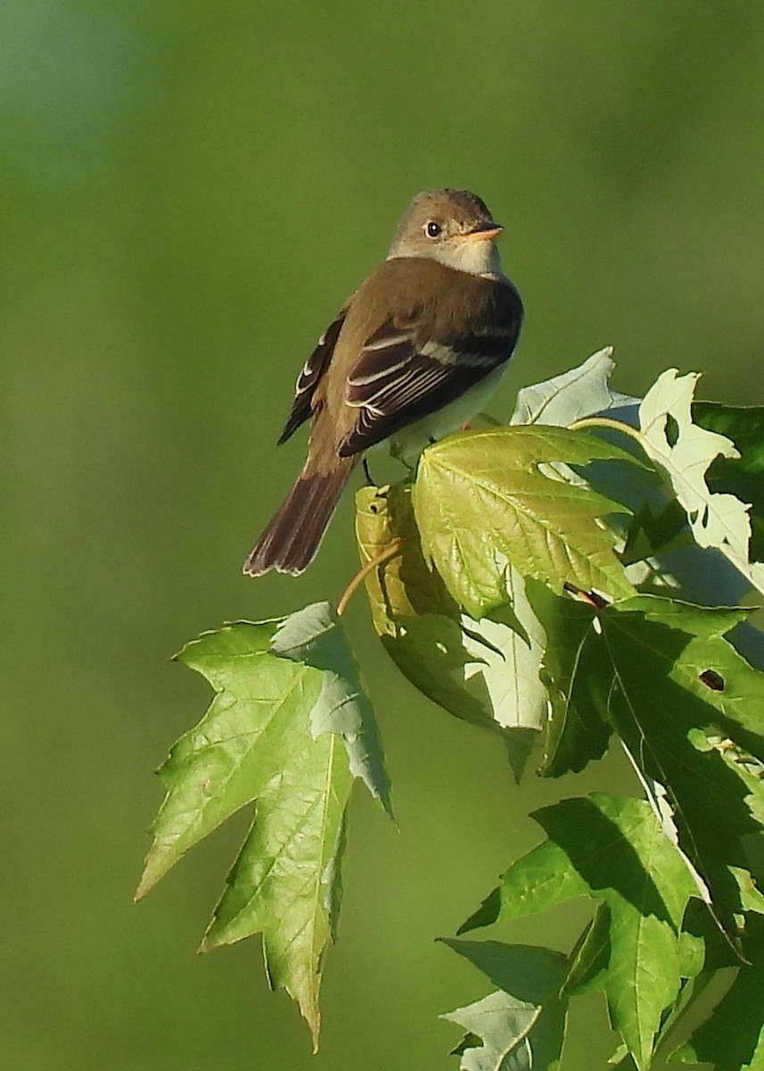 Willow Flycatcher - ML619859627