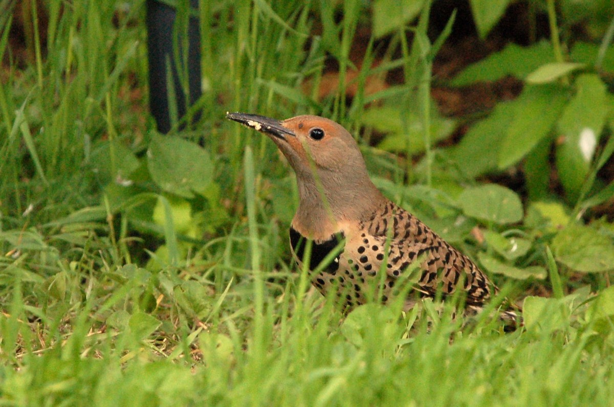 Northern Flicker - ML619859630