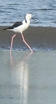 Pied Stilt - ML619859643