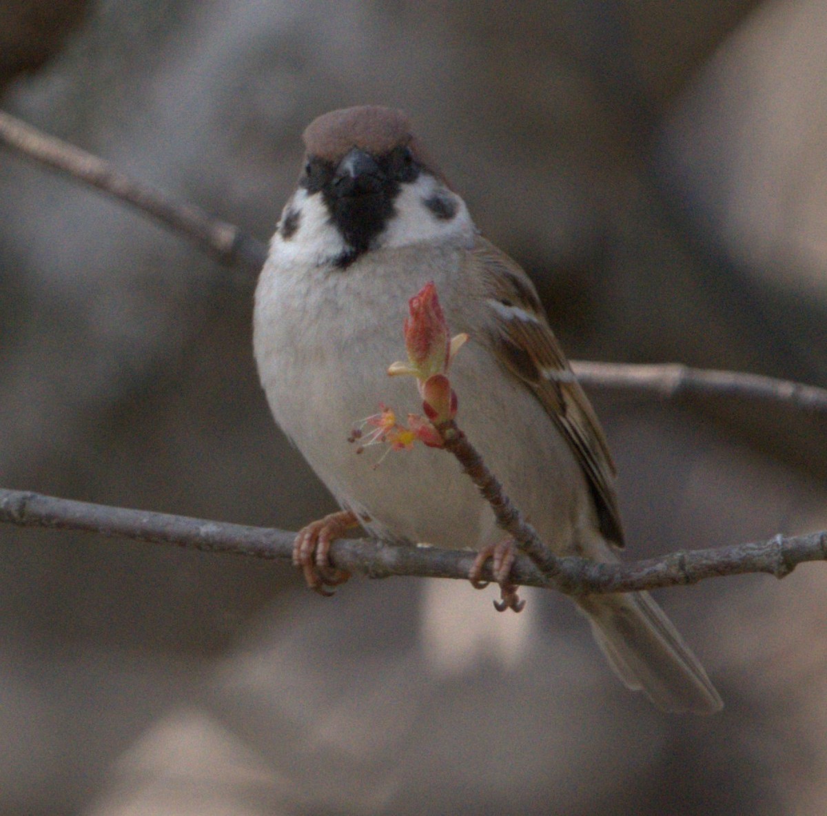 Eurasian Tree Sparrow - ML619859649
