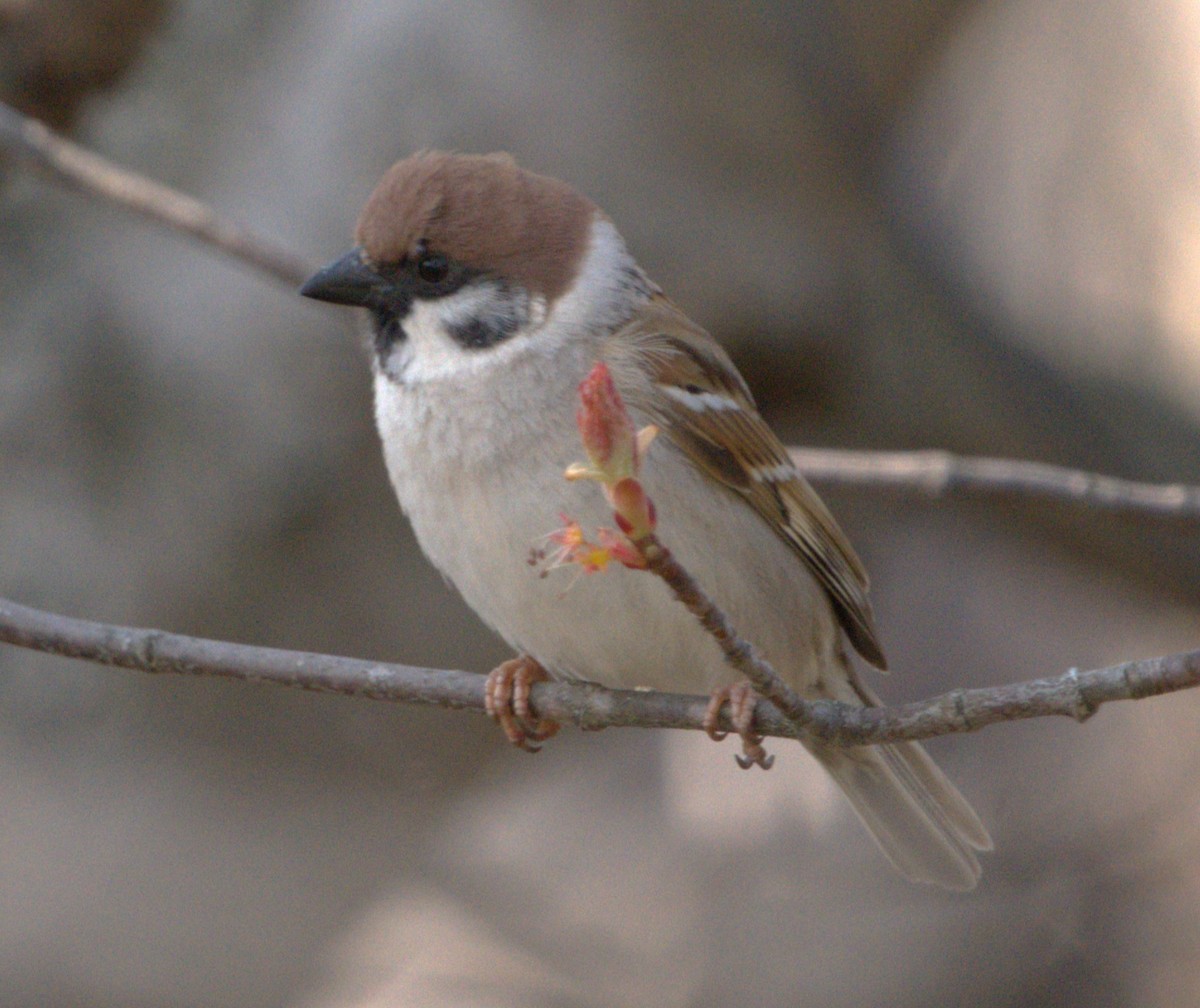 Eurasian Tree Sparrow - ML619859650