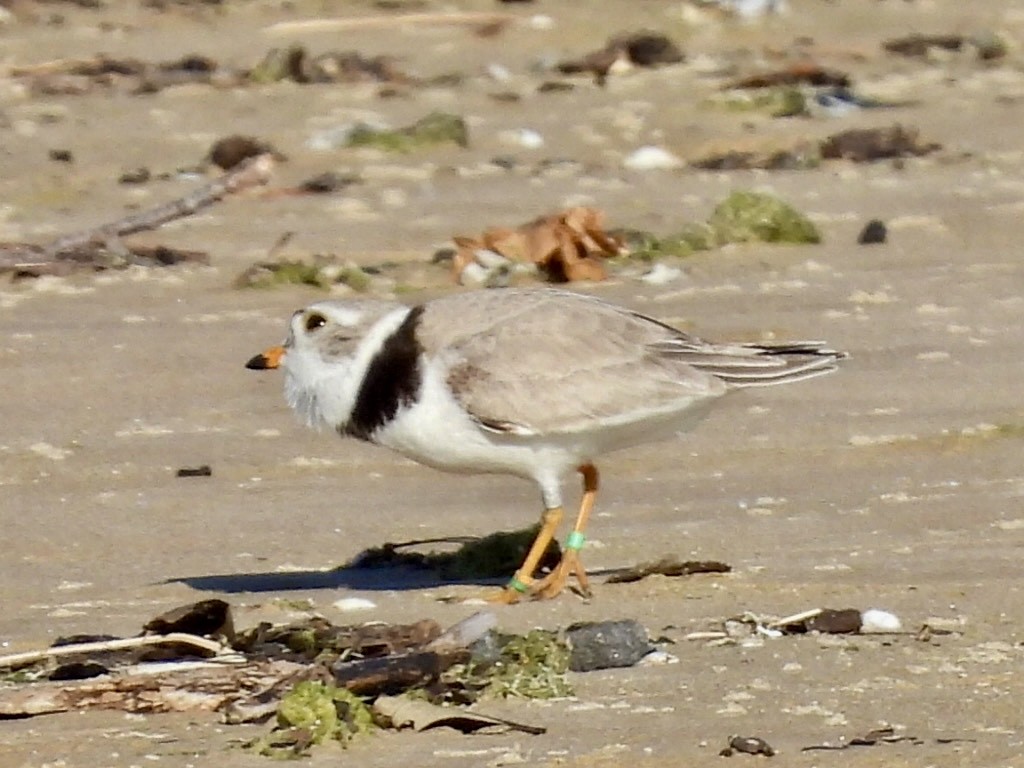 Piping Plover - ML619859659