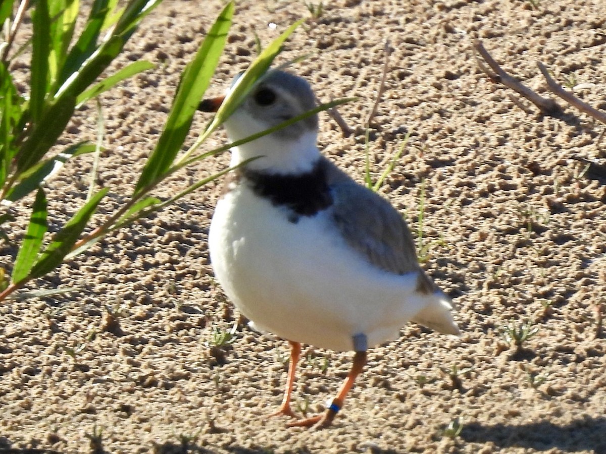 Piping Plover - ML619859660