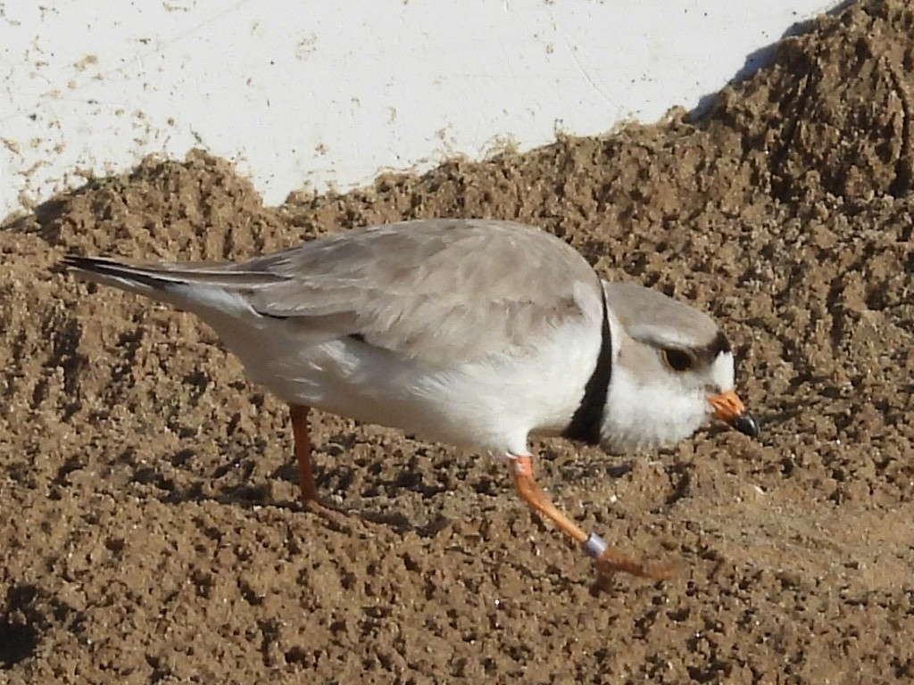 Piping Plover - ML619859661