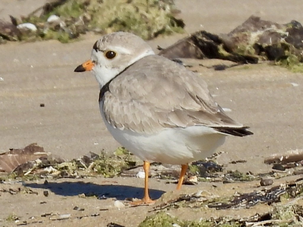 Piping Plover - ML619859662