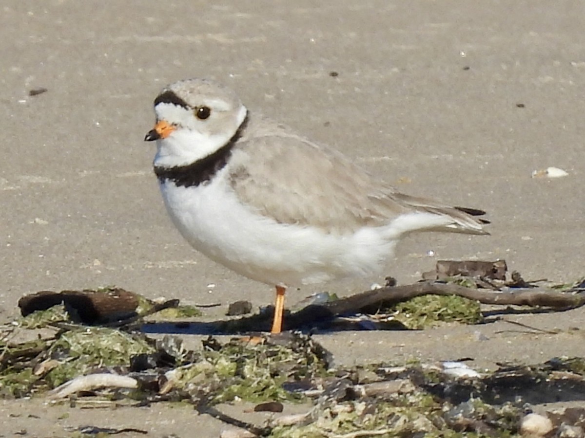 Piping Plover - ML619859663