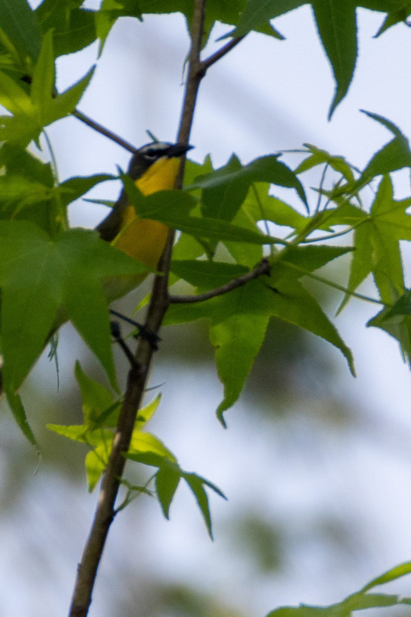 Yellow-breasted Chat - ML619859664