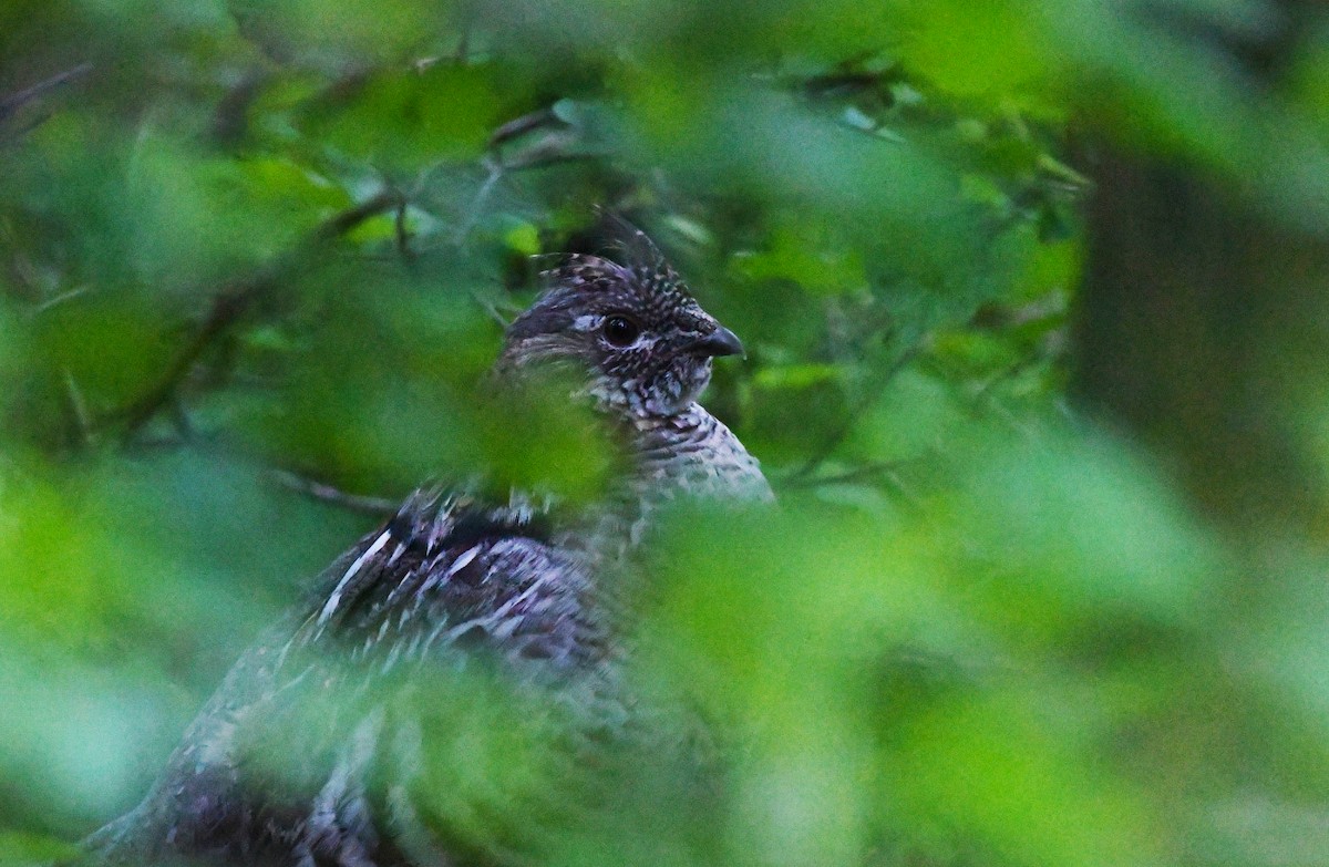 Ruffed Grouse - ML619859665