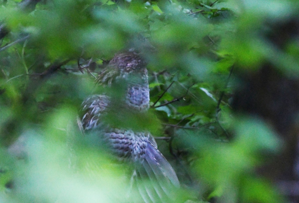 Ruffed Grouse - ML619859666