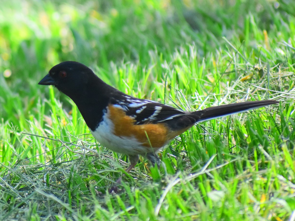 Spotted Towhee - ML619859669
