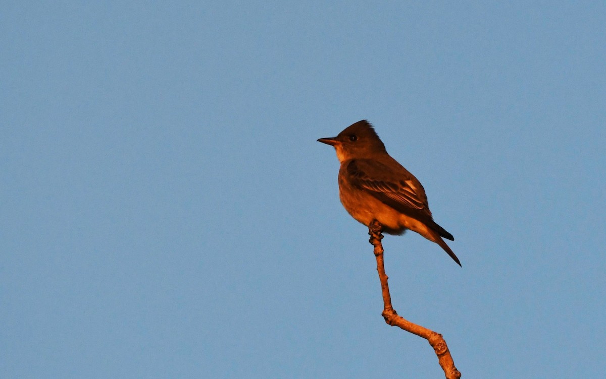 Olive-sided Flycatcher - ML619859670