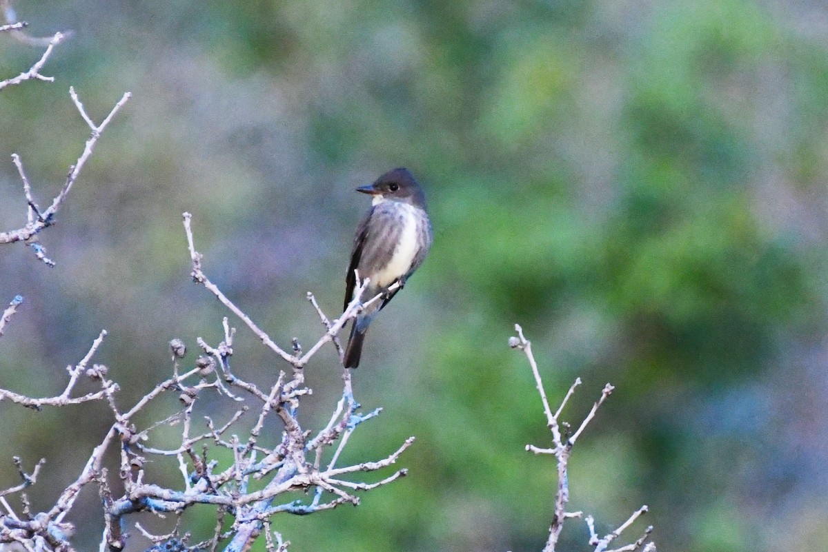 Olive-sided Flycatcher - ML619859671