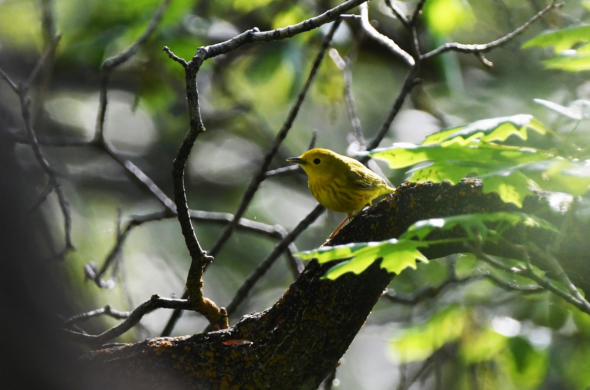 Yellow Warbler (Northern) - ML619859678