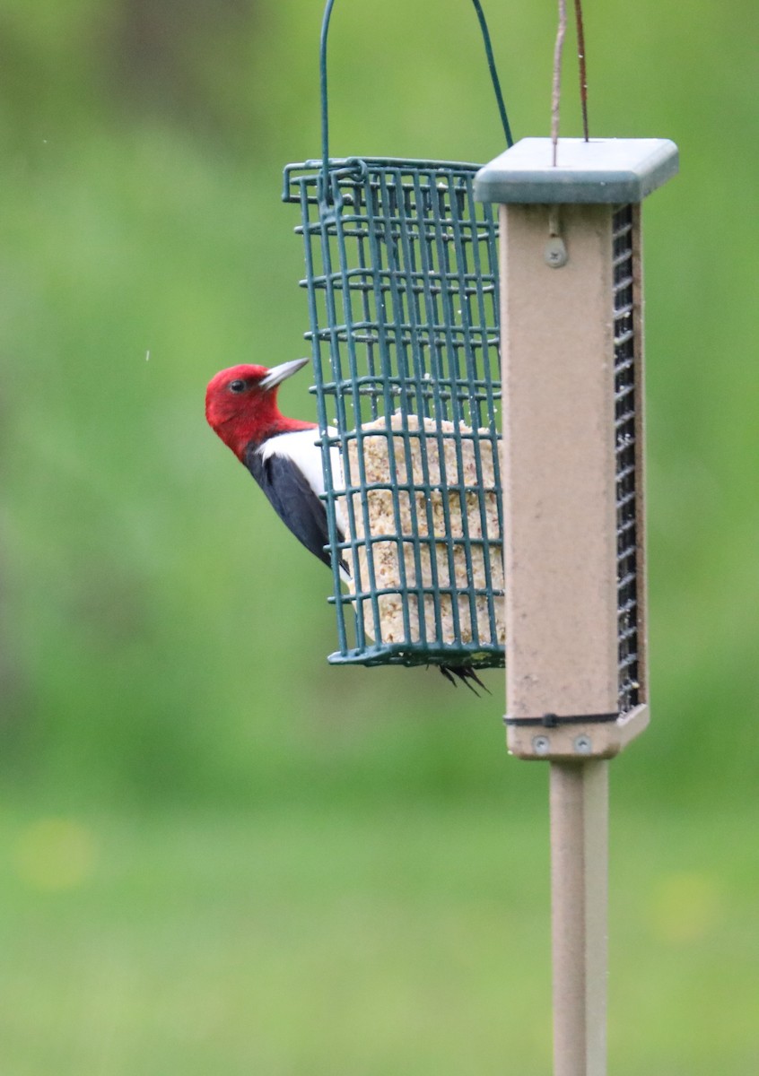 Red-headed Woodpecker - ML619859680