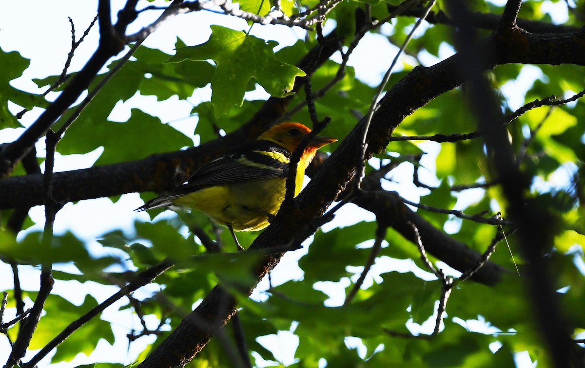 Western Tanager - ML619859681