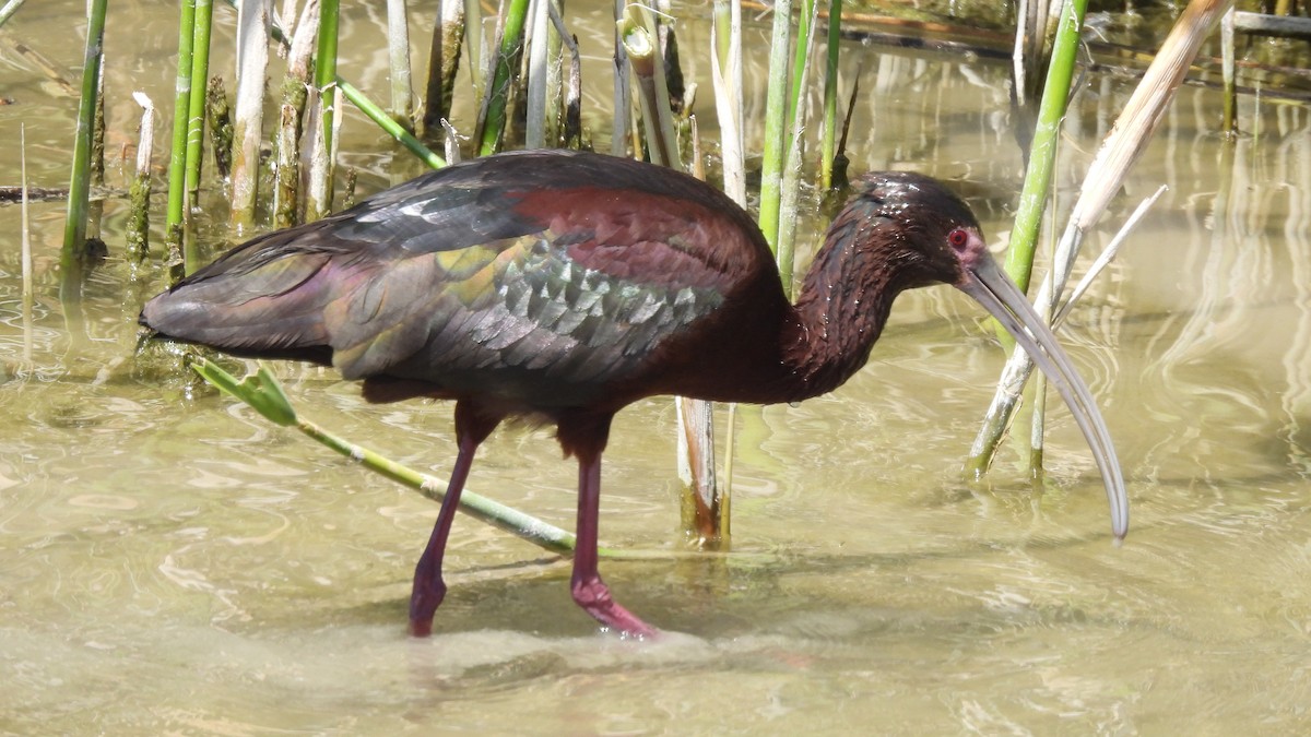 ibis americký - ML619859696