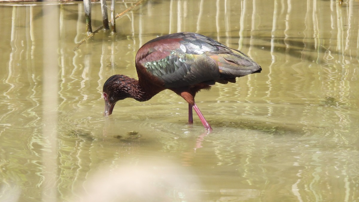 ibis americký - ML619859697