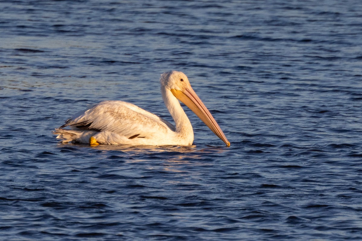 pelikán severoamerický - ML619859716